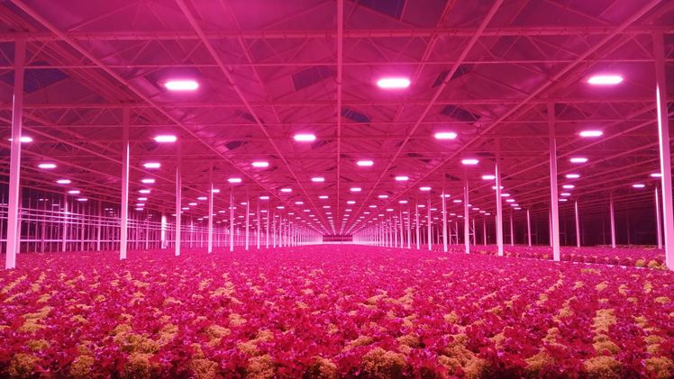 LED-Wachstumsbelichtung von Signify. Bild: Signify. 