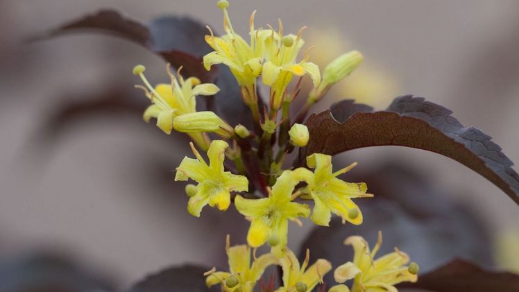 Diervilla splendens 'Diva'. Bild: Van Vliet New Plants. Diervilla splendens 'Diva'. Bild: Van Vliet New Plants.