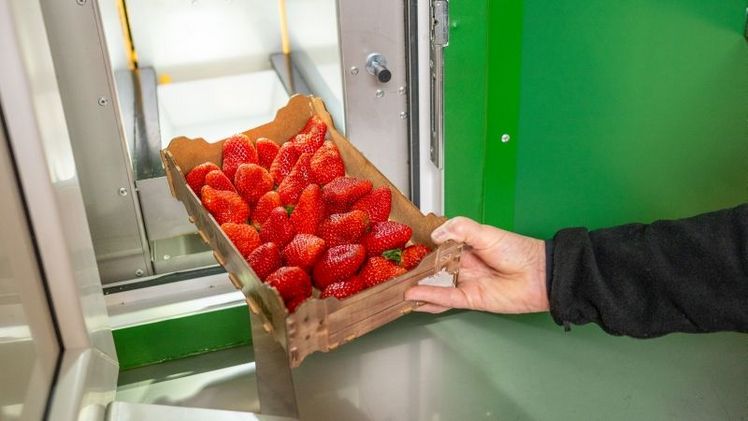 Erdbeerschalen werden gebau gewogen. Bild: NonStop Shop.