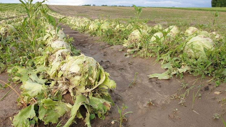 Beim Salat war der Schaden nach den Hagelgewittern diesen Sommer besonders groß. Bild: ji.