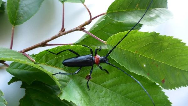 Der asiatische Moschusbockkäer (Aromia bungii). Bild: LfL.
