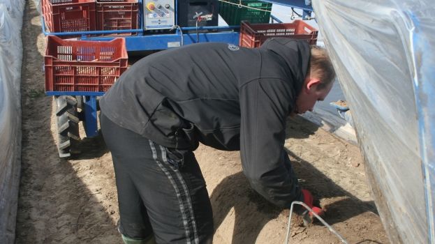 Laut der Umfrage hat sich bei 90% der Spargel- und Erdbeeranbauer die Situation der Saisonarbeitskräfte verschlechtert. Bild: GABOT.