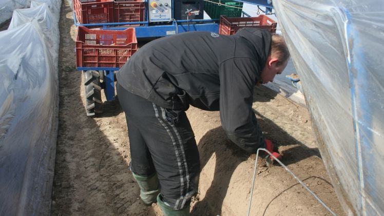 Der GLFA weist die Vorwürfe systematischer Missstände bei der Saisonarbeit zurück. Bild: GABOT.