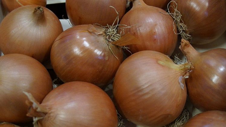 Die Erntemenge von Speisezwiebeln erhöhte sich im Vergleich zum Vorjahr um 16,8%. Bild: GABOT.