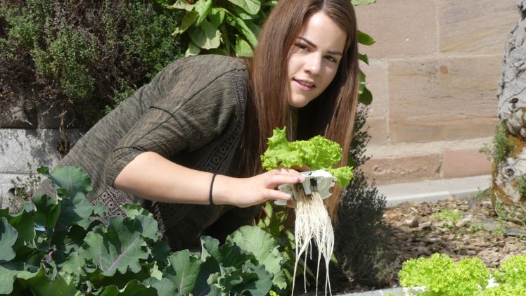 Möchten auch Sie Schwimmlehrer werden? Mit ein wenig handwerklichem Geschick können auch Sie dem Salat das Schwimmen beibringen und den Gemüse- und Salatanbau im eigenen Garten revolutionieren und ganz nebenbei Adieu zu Schnecken & Co. sagen. Bild: © LWG Veitshöchheim.