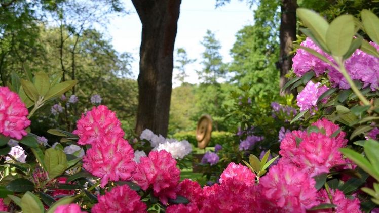 Rhododendren an der KlangOase. Bild: © BUGA23.