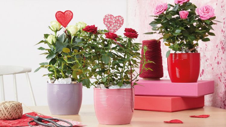 Keramikneuheiten "Rainbow Love" und "Heartbeat" von Soendgen Keramik. Bild: Soendgen Keramik.
