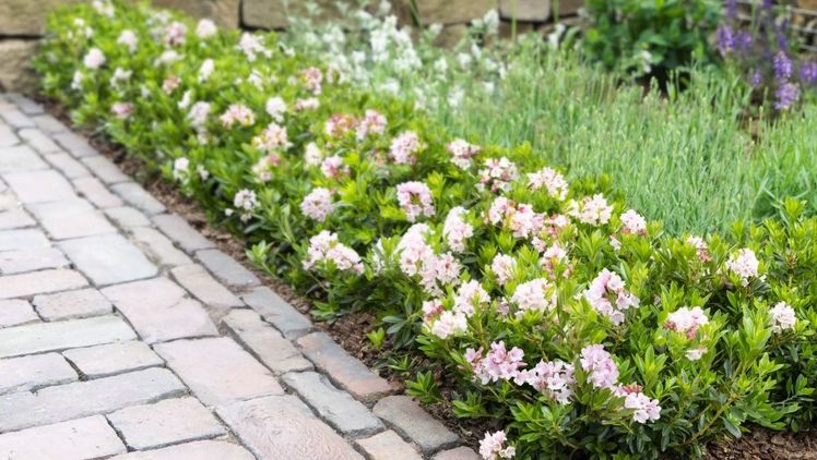 Neben der millionenfach verkauften rosa Sorte hält der blühende Buchsbaum nun auch mit auffälligen magenta-farbenen Blüten Einzug in die Gartencenter.  Bild: Harries Plantdesign.