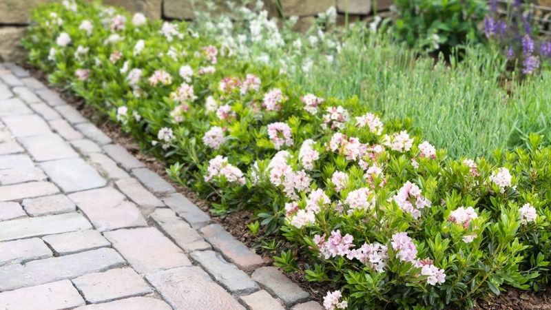 Inkarho: Setzt Bloombux-Erfolgsgeschichte fort | Gabot.de