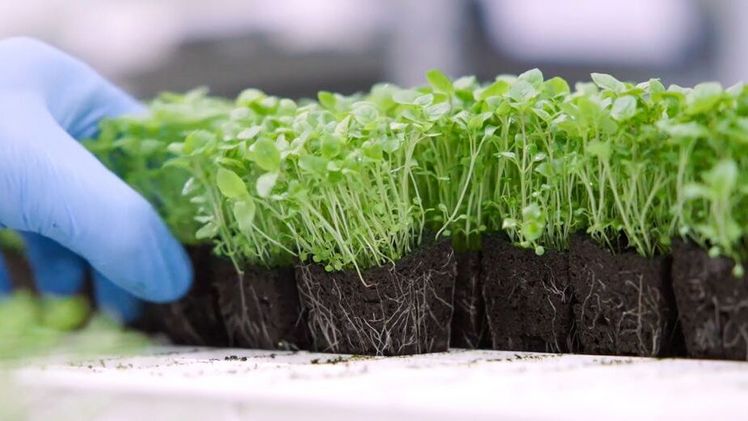 Infarm wurde 2013 gegründet und ist das am schnellsten wachsende Vertical-Farming-Unternehmen der Welt. Bild: Infarm.