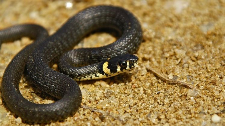 Die Ringelnatter (Natrix natrix). Bild: Ralf Donat, Heinz Sielmann Stiftung. Die Ringelnatter (Natrix natrix). Bild: Ralf Donat, Heinz Sielmann Stiftung.