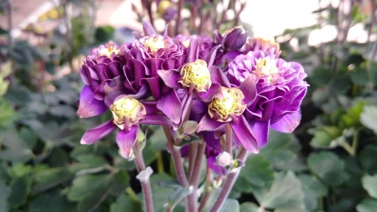 Das milde Wetter sorgte für unerwartet frühe Umsätze. Bild: GABOT.