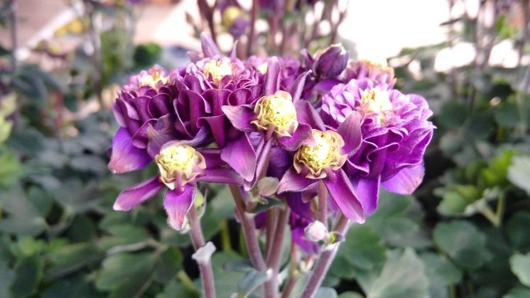 Sachsen sucht einen Austragungsort für die  11. Landesgartenschau. Bild: GABOT.