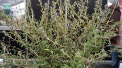 Gold: Buddleja alternifolia 'Pmoore12'. Bild: GABOT. 