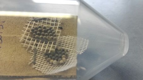 Von der Samurai-Wespe parastiertes Eigelege der Marmorierten Baumwanze. Bild: Versuchszentrum Laimburg. Von der Samurai-Wespe parastiertes Eigelege der Marmorierten Baumwanze. Bild: Versuchszentrum Laimburg.