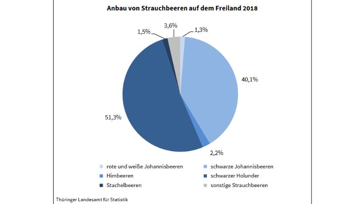 Anbau von Strauchbeeren auf dem Freiland 2018. Bild: TLS.