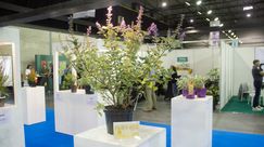 Gold: Vitex 'Daniel Searle' (Magical® Chicagoland Blues). Bild: © Florall.