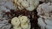 Knapp 600 Tonnen Kräuterseitlinge, Austernseitlinge oder Shiitake werden in der Schweiz produziert. Bild: GABOT.