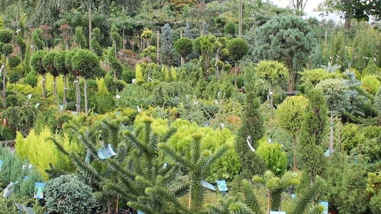 Mehr Pflanzenvielfalt in Deutschen Gärten. Bild: GABOT.