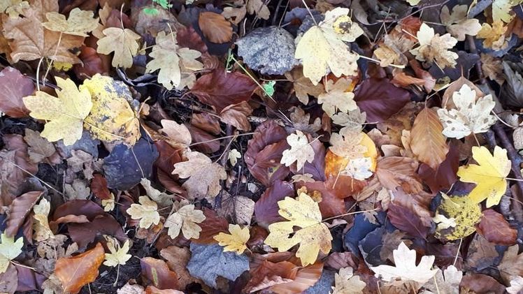 Herbstlaub - energetisch bisher kaum genutzt. Bild: H. Foltan, ATB.