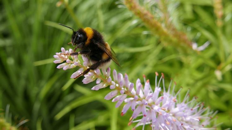 Bild: Natur im Garten / Fiona Kiss.  Bild: Natur im Garten / Fiona Kiss.