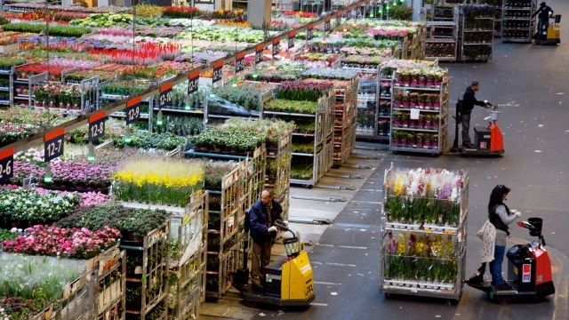 Die Regulierung gilt für die drei Exportstandorte Aalsmeer, Naaldwijk und Rijnsburg. Bild: Royal FloraHolland.