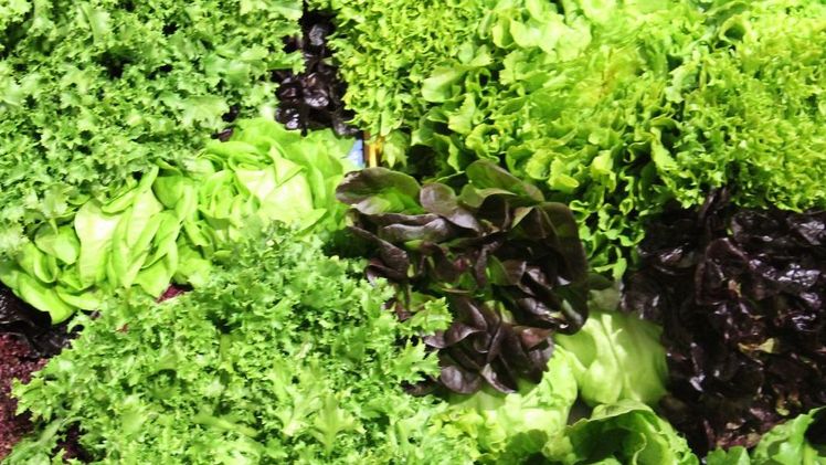 Neue Rassen Bremia lactucae offiziell benannt. Bild: GABOT.