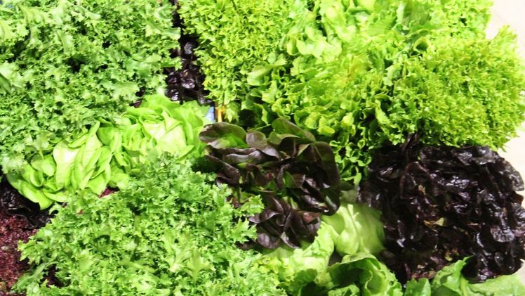 Notfallzulassung für Fonganil Gold an Salat-Arten. Bild: GABOT.