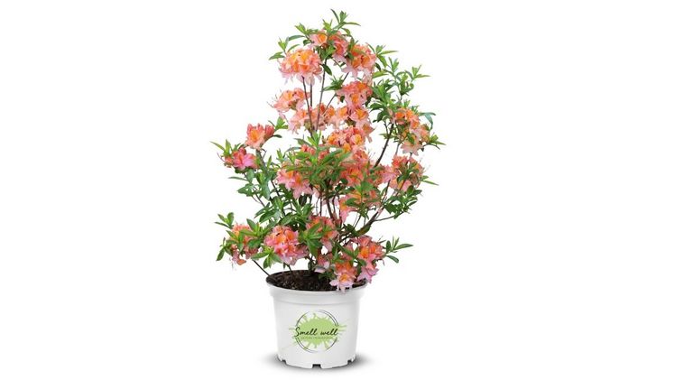 Bei Gerstenkorn duftet es zur OLV mit Smellwell. Bild: Gerstenkorn.