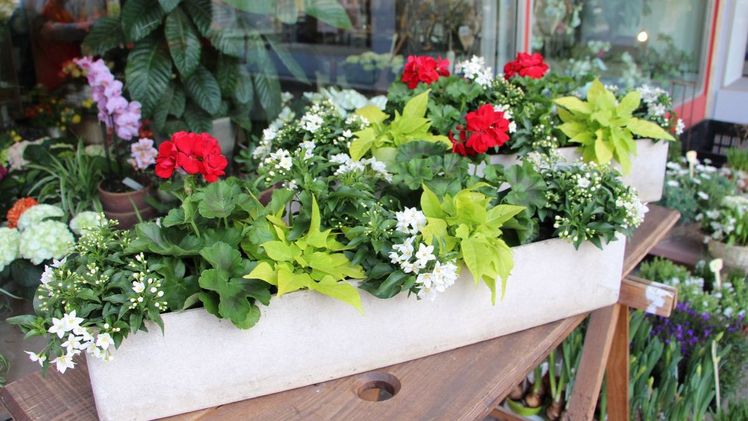 (v.l.) Doris Pfrommer und Frieder Schmid bieten in ihren Blumengeschäften in Bad Herrenalb die Pflanzen für den Gartenschau-Blumenkasten an. © Gartenschau Bad Herrenalb 2017