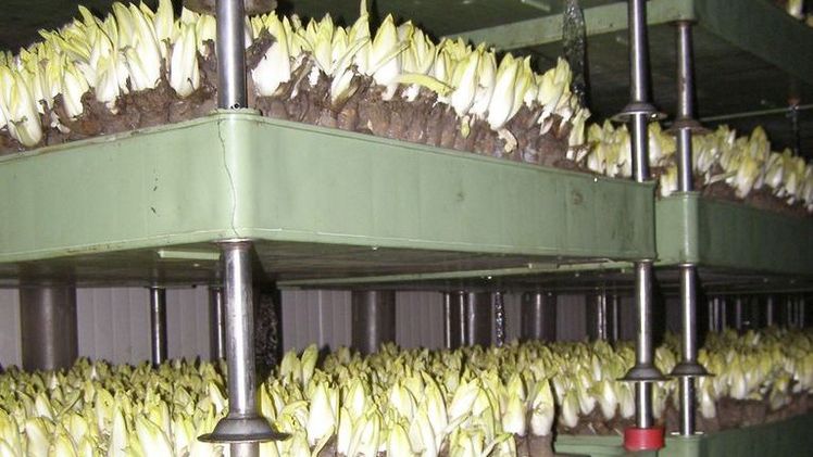 Nach dem Roden der Wurzeln wächst der Chicorée in dunklen Räumen. Bild: lid.ch. 