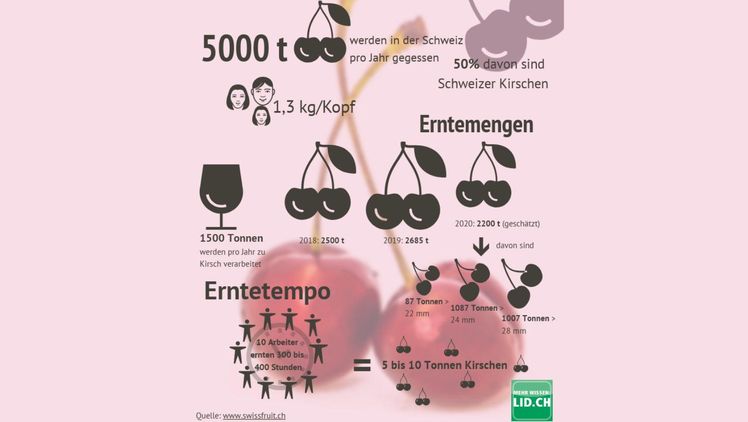 Schweizer Kirschen in Zahlen. Quelle: www.swissfruit.ch