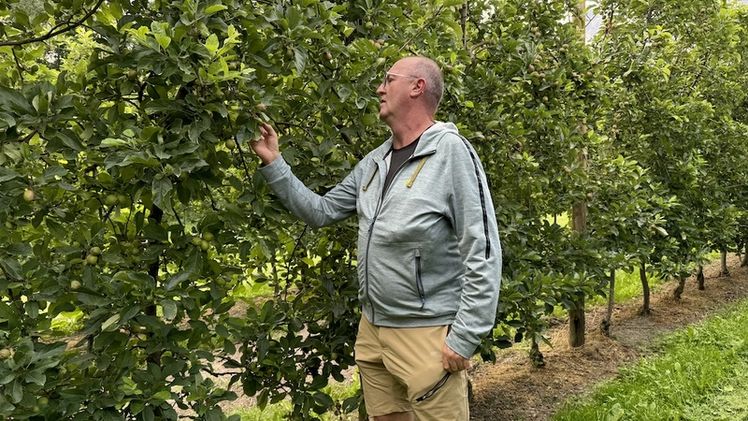 Pierre Dorsaz bei der Inspektion seiner Obstplantagen. Bild: pb, lid.
