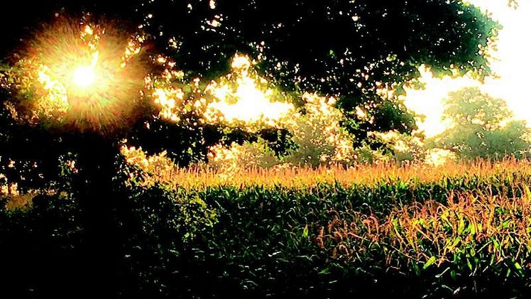 Agrarflächen für den Anbau von nachwachsenden Rohstoffen für Biokunststoffe? Bild: IfBB