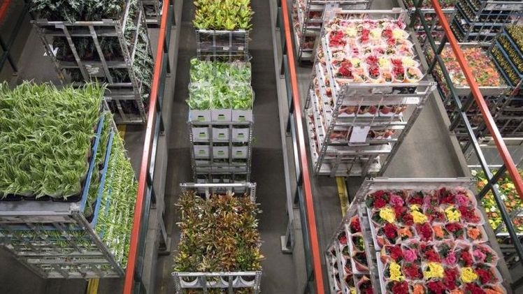 Royal FloraHolland bietet zusätzlich zu der früheren Entschuldigung eine einmalige Entschädigung für Gärtner und Käufer an. Bild: RFH.