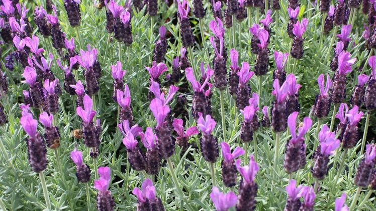 Der Schopflavendel Lavandula stoechas LaDiva 'Big Night' von Dümmen Orange ist eine neue hervorragende Lavendel-Sorte für die Saison 2021/2022. Bild: Dümmen Orange.