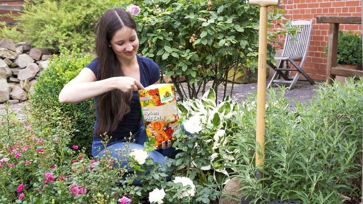 Rosen organisch düngen - dann blüht es noch schöner! Bild: Neudorff.