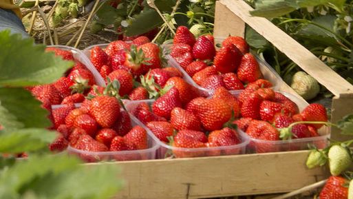 Der Lebensmittel-Einzelhandel ist eindringlich dazu aufgefordert, mehr Obst und Gemüse aus heimischer Erzeugung anzubieten und auch zu bewerben. Bild: BWGV Werbefonds.