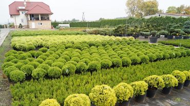 Koniferen und Formgehölze im Container. Bild: GABOT.