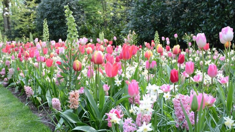 Die Mischung Verver "Sweet Pink". Bild: Verver Export. 