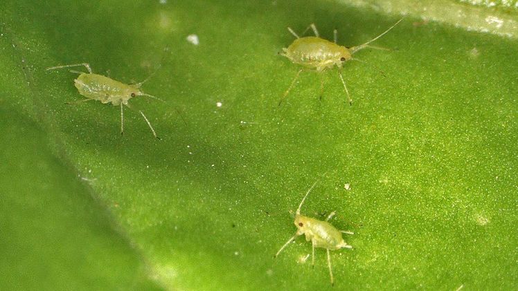 Die Grüne Pfirsichblattlaus ist Überträger von verschiedenen Vergilbungsviren, die zu hohen Einbußen in der Zuckerrübenernte führen. Bild: © Fraunhofer IME | Leonie Graser.