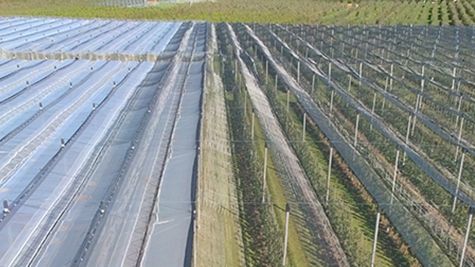 Kernobstanlage. Bild: Agroscope.