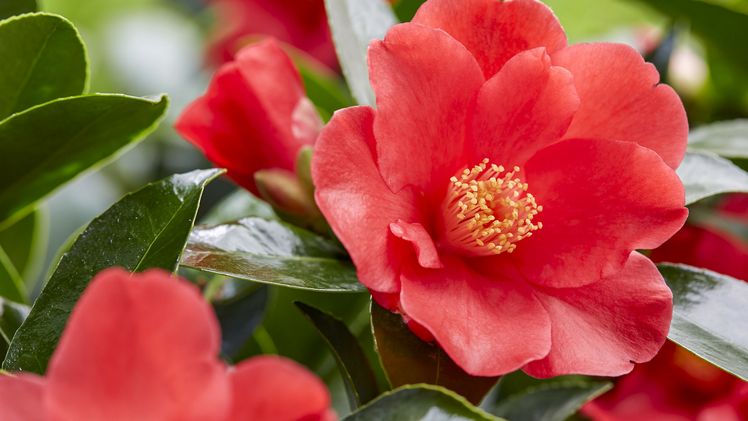 Camellia 1001 Summer Nights® glänzt mit langer Blütezeit. Bild: Baumschule Heinje.