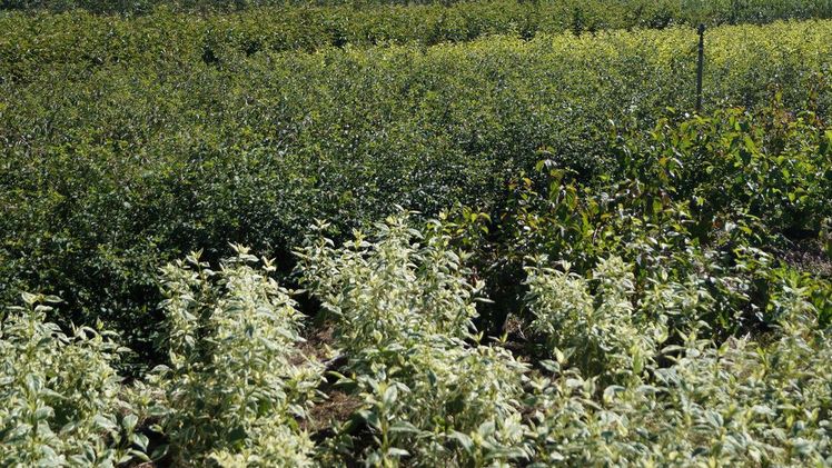 Baumschulen in Deutschland sollen stärker gefördert werden. Bild: GABOT.