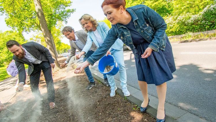 Gemeinsames Aussäen beim Ortstermin in Bonn: Bundesumweltministerin Steffi Lemke und Oberbürgermeisterin Katja Dörner brachten gemeinsam mit Mitarbeitenden des Amtes für Umwelt und Stadtgrün das mit Sand durchmischte Saatgut auf der Fläche aus. Bereits im kommenden Jahr werden auf dem Grünstreifen längs der Bahntrasse heimische Kräuter blühen. Bild: © Sascha Engst/Bundesstadt Bonn.