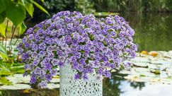 Zauberglöckchen "Himmelsleuchten" - die Balkonpflanze des Jahres in Rheinland-Pfalz und dem Saarland setzt mit himmelblauen Blüten romantische Akzente, exklusiv bei Gärtnereien in der Region zu finden. Bild: GMH.