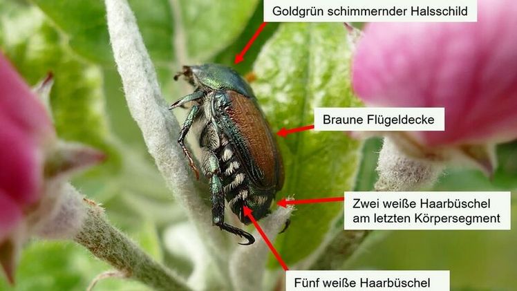 Pflanzenschutzdienst Hessen bittet Bevölkerung um Unterstützung. Bild: RP Gießen.