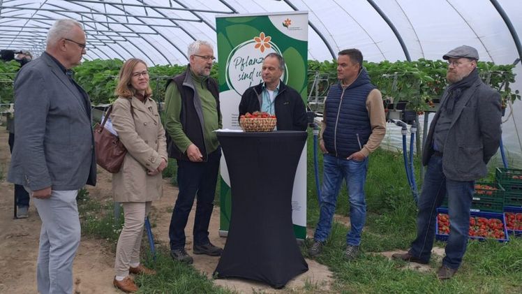 Brandenburger Erdbeersaison am 16.Mai 2023 gestartet. Bild: Gartenbauverband Berlin-Brandenburg.