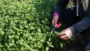 Mit Fingerspitzengefühl: Auch eine früh blühende Staude wie die Katzenminze (Nepeta x faassenii) reagiert positiv auf einen Schnitt kurz vor der Blüte. Bild: GMH/Staudengärtnerei Gaißmayer.