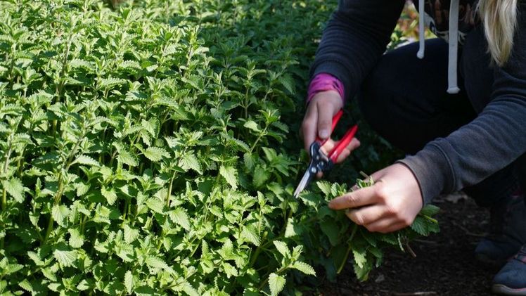 Mit Fingerspitzengefühl: Auch eine früh blühende Staude wie die Katzenminze (Nepeta x faassenii) reagiert positiv auf einen Schnitt kurz vor der Blüte. Bild: GMH/Staudengärtnerei Gaißmayer.